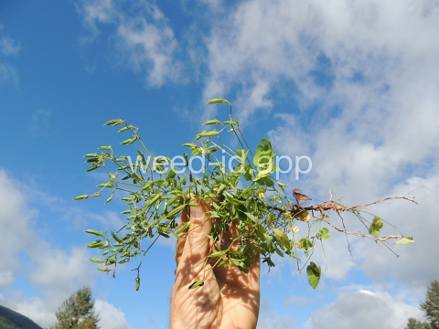 woodsorrel, creeping